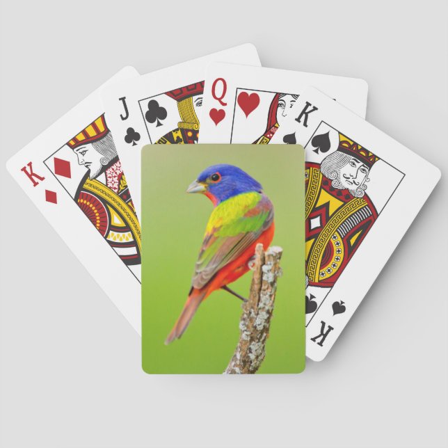 Painted Bunting (Passerina ciris) Male Perched Playing Cards (Back)