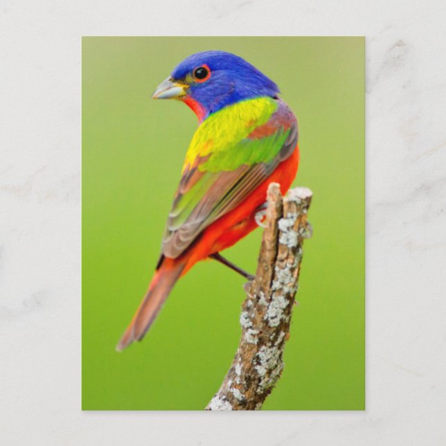 Painted Bunting (Passerina ciris) Male Perched Postcard (Front)