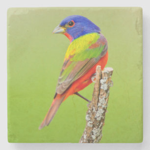 Painted Bunting (Passerina ciris) Male Perched Stone Coaster