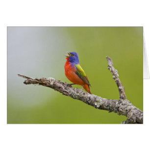 Painted Bunting Passerina ciris) male singing