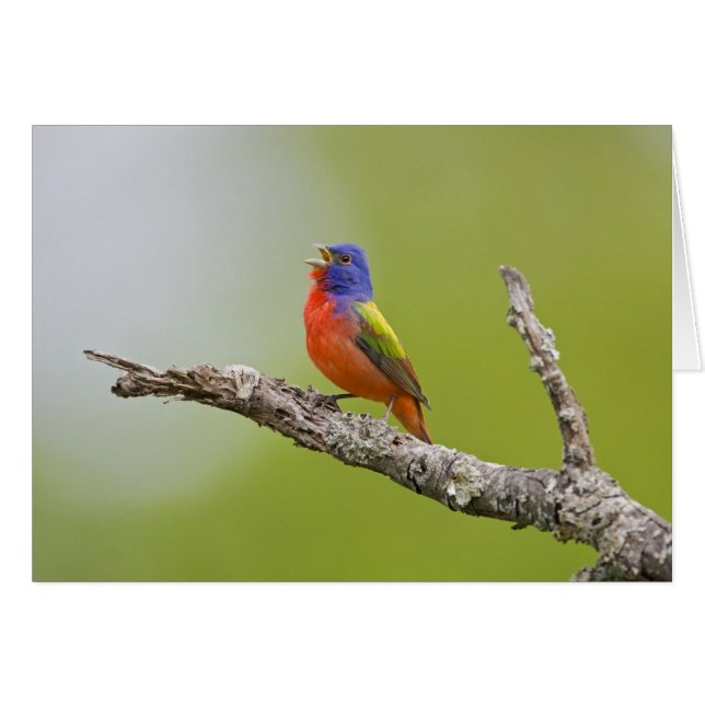 Painted Bunting Passerina ciris) male singing (Front Horizontal)