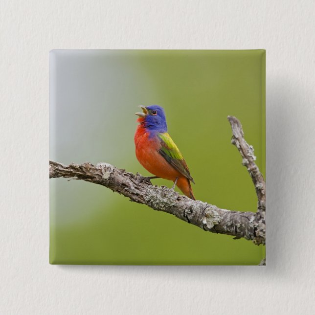 Painted Bunting Passerina ciris) male singing 15 Cm Square Badge (Front)