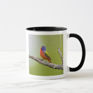Painted Bunting Passerina ciris) male singing Mug