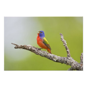 Painted Bunting Passerina ciris) male singing Photo Print
