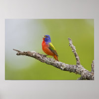 Painted Bunting Passerina ciris) male singing