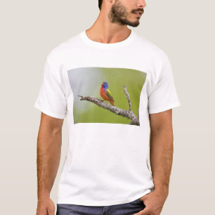 Painted Bunting Passerina ciris) male singing T-Shirt