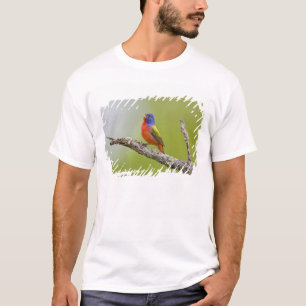 Painted Bunting Passerina ciris) male singing T-Shirt