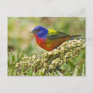 Painted Bunting Postcard
