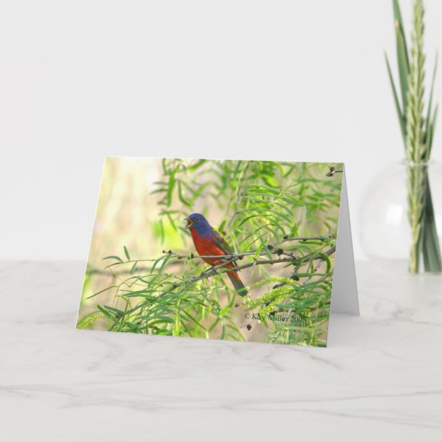 Painted Bunting special-4 Card (Front)
