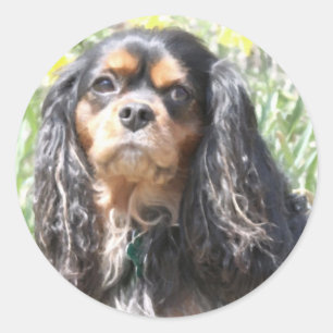Painted Cavalier King Charles Spaniel Classic Round Sticker
