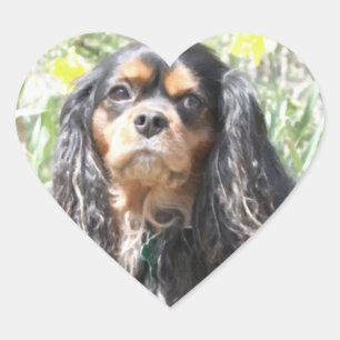 Painted Cavalier King Charles Spaniel Heart Sticker