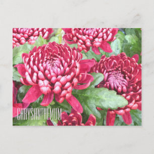 Painted Chrysanthemums Horizontal Postcard