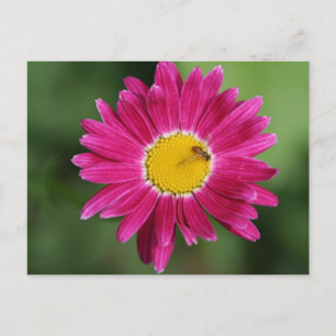 Painted Daisy Cards and more