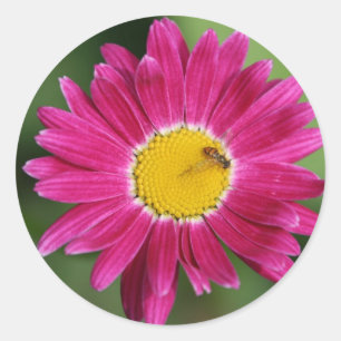 Painted Daisy Cards and more Classic Round Sticker