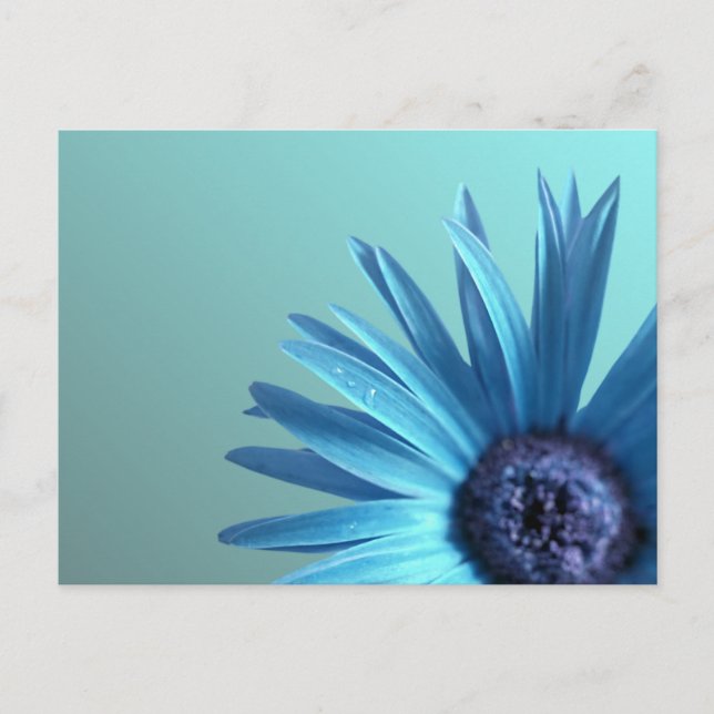 Painted Daisy Postcard (Front)