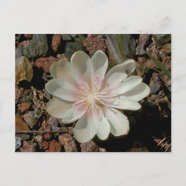 Painted Desert Flower Postcard (Front)
