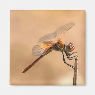 Painted Dragonfly Isolated Against Ecru Magnet