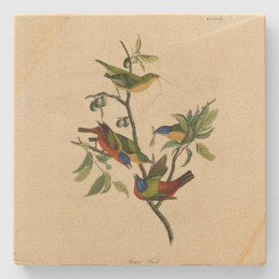 Painted Finch (Bunting) Audubon's Birds of America Stone Coaster