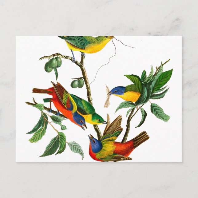 Painted Finch by John James Audubon Postcard (Front)
