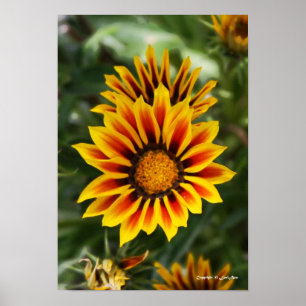 Painted Gazanias Poster