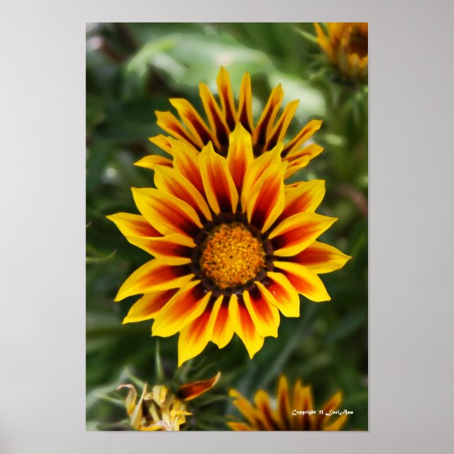 Painted Gazanias Poster (Front)