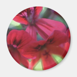 Painted Geraniums Magnet