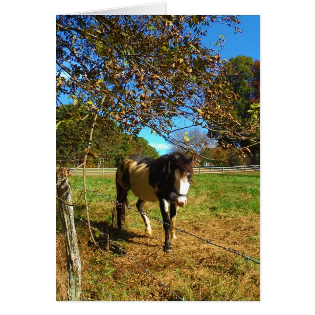 Painted Horse, (Front)