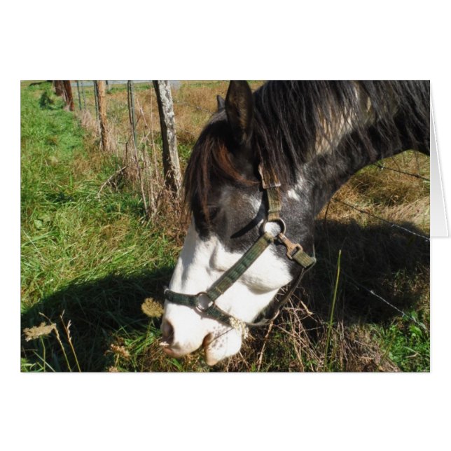 Painted Horse, Eating Queen Ann Lace flower (Front Horizontal)