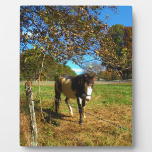 Painted Horse, Plaque