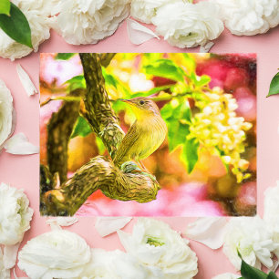 Painted House Wren Bird Postcard