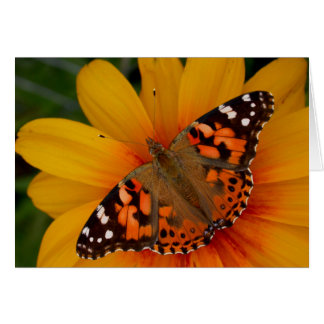 Painted Lady Butterfly