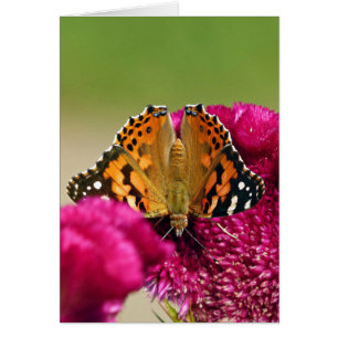 Painted Lady Butterfly