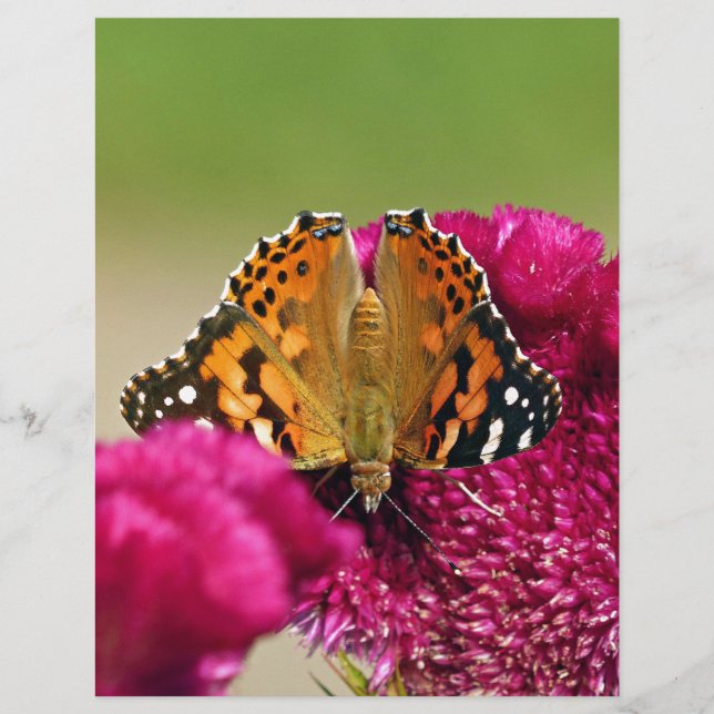 Painted Lady Butterfly (Front)