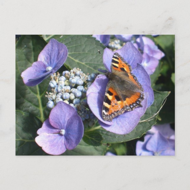 Painted Lady Butterfly 1 Postcard (Front)
