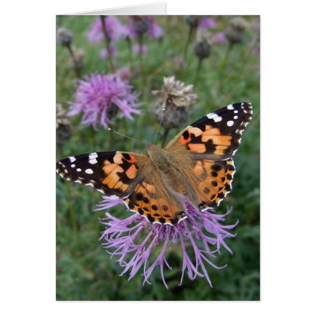 Painted Lady Butterfly Card (Front)