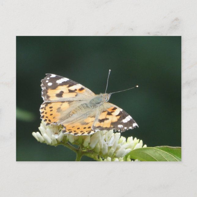 Painted Lady Butterfly DIY Postcard (Front)