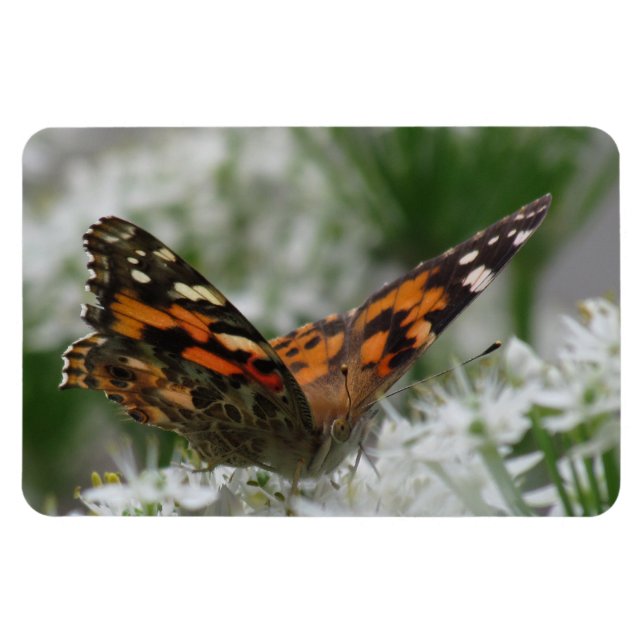 Painted Lady Butterfly Magnet (Horizontal)