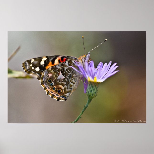 Painted Lady Butterfly on Aster II Poster (Front)