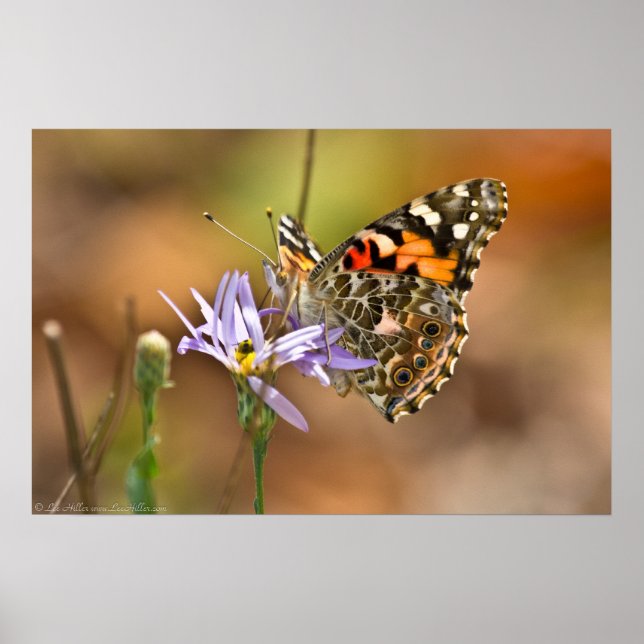 Painted Lady Butterfly on Aster Poster (Front)