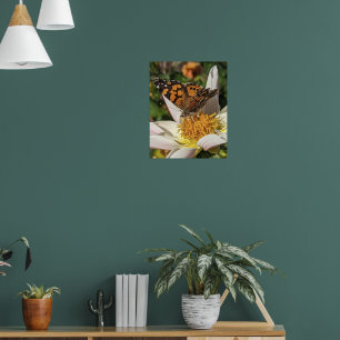 Painted Lady Butterfly on White Dahlia Poster