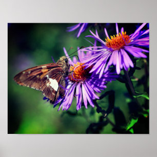 Painted Lady Butterfly On Wild Aster Flower  Poster