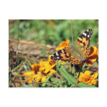 Painted Lady Butterfly on Zinnia Postcard