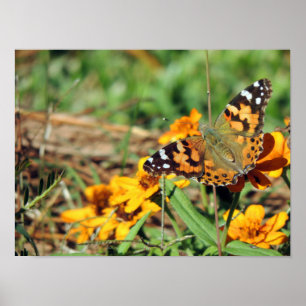 Painted Lady  Butterfly on Zinnia Print