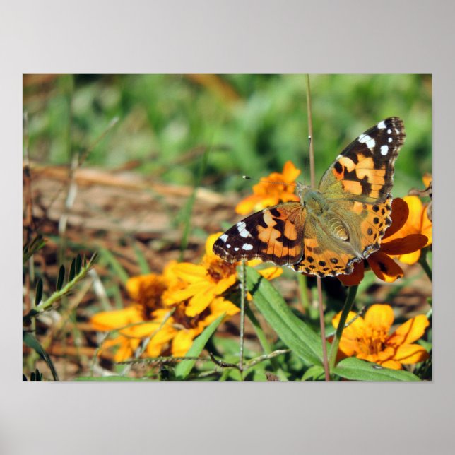 Painted Lady  Butterfly on Zinnia Print (Front)