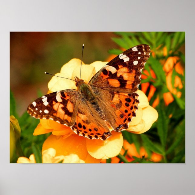 Painted Lady Butterfly Photo Poster (Front)
