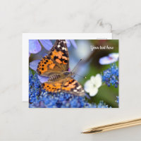 Painted Lady Butterfly Postcard