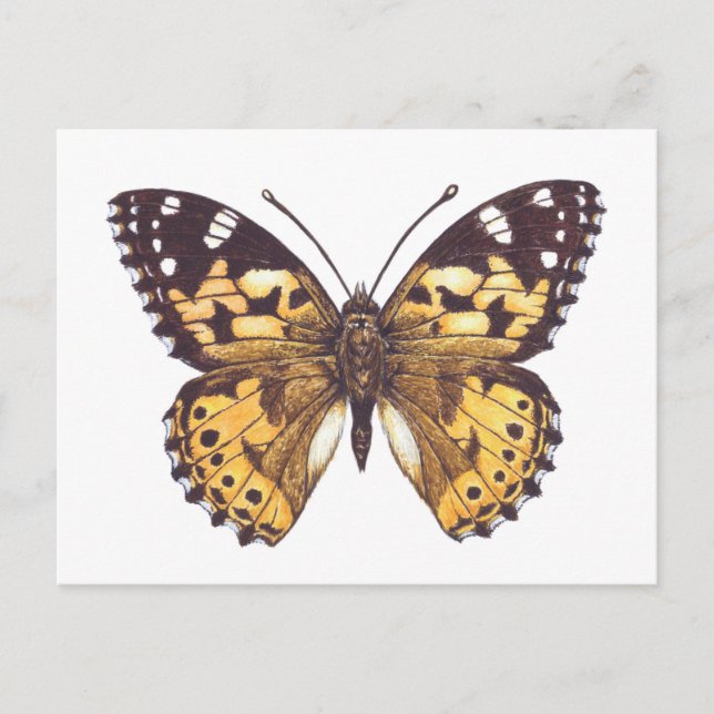 Painted lady butterfly postcard (Front)