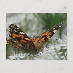 Painted Lady Butterfly Postcard