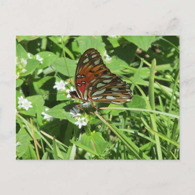 Painted Lady Butterfly Postcard (Front)