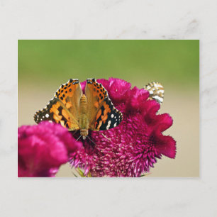 Painted Lady Butterfly Postcard